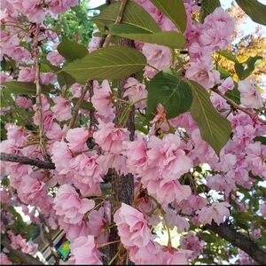 Meet your Posher, Clotheshorse